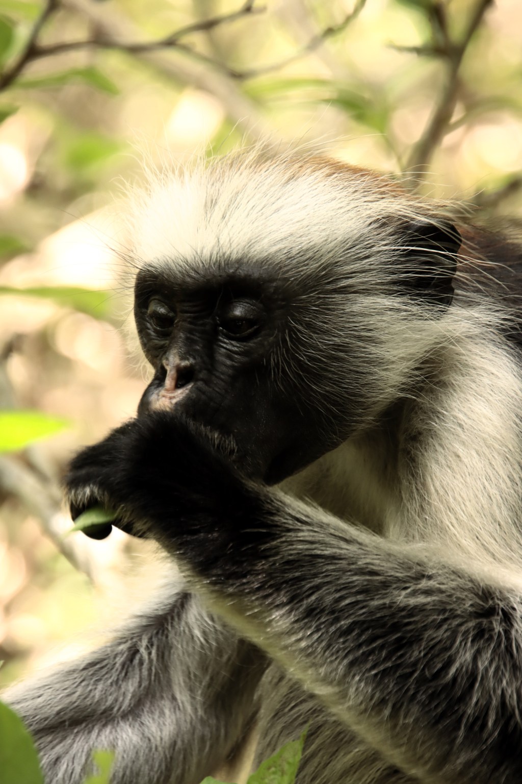Photos animalières – Zanzibar,&nbsp;Afrique