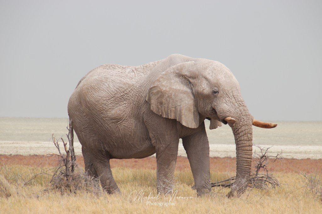 Photos animalières – La Namibie,&nbsp;Afrique